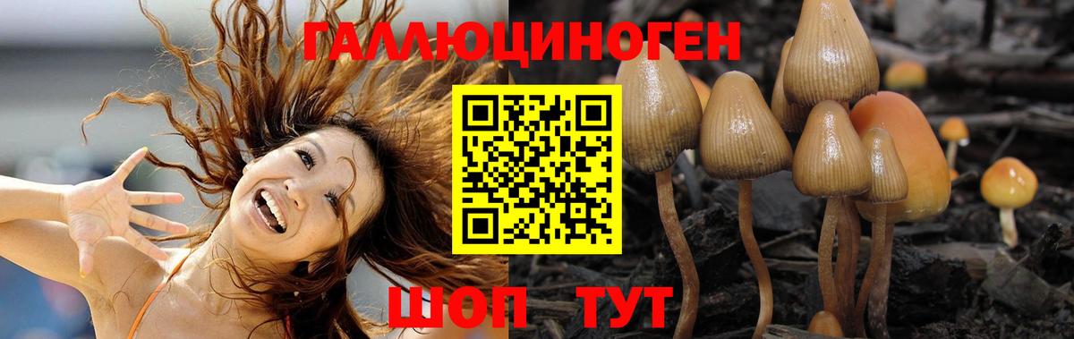 Псилоцибиновые грибы GOLDEN TEACHER  Галлюциногенные грибы Psilocybine cubensis  Вход с VPN  Отрадное 